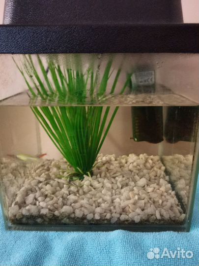 Аквариумные рыбки