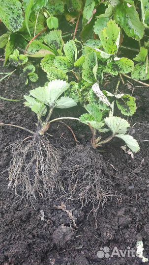 Рассада клубники, Виктории, усы