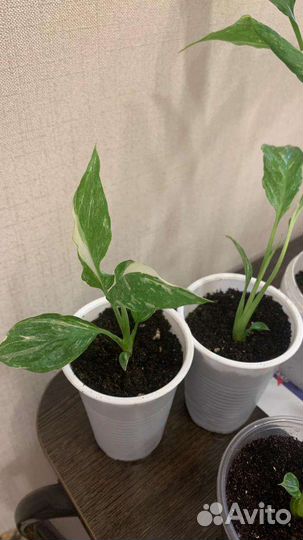 Спатифиллум джемини