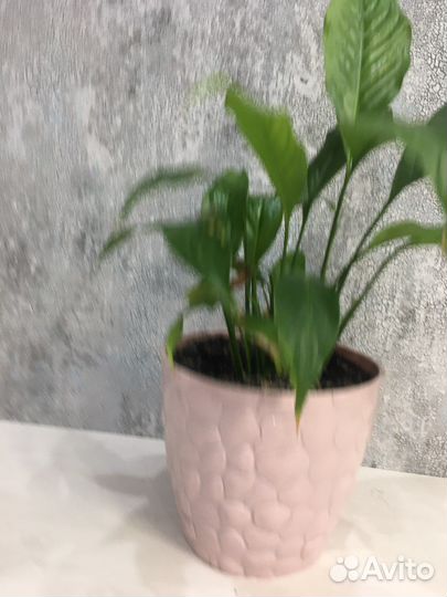 Спацифиллум