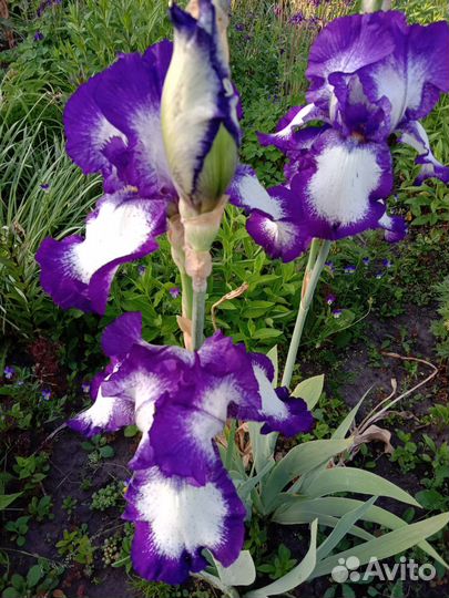 Ирисы разные