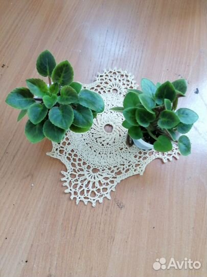 Мини фиалка