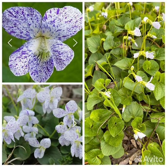 Фиалка (виола) сестринская, Ирис бородатый