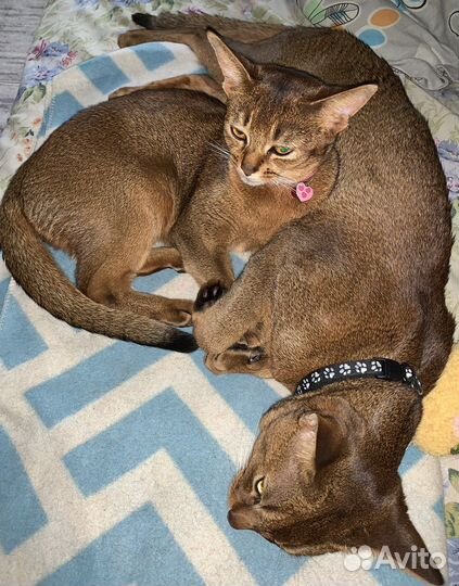 Абиссинский кот Вязка