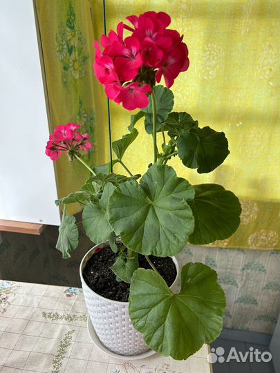 Пеларгония герань розебудная красная,белая,малин-я