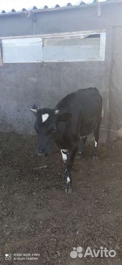 Корова высокоудойная