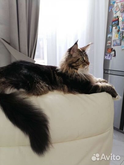 Кот мейкун вязка