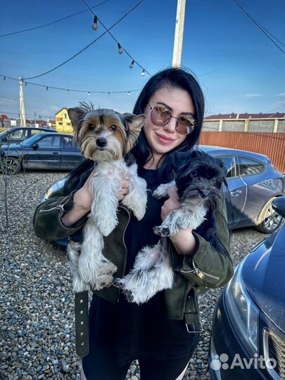 Передержка собак маленьких пород