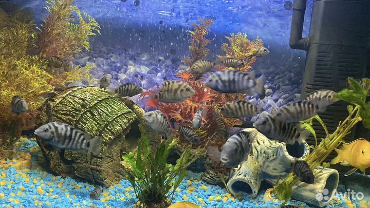 Цихлозома чернополосая мальки