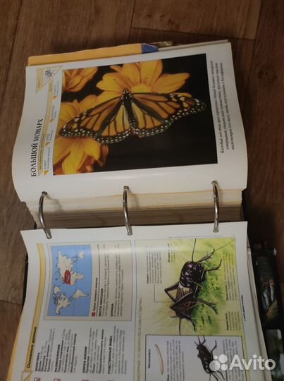 В мире дикой природы