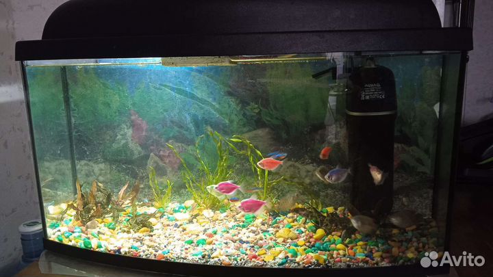 Аквариум, 100л