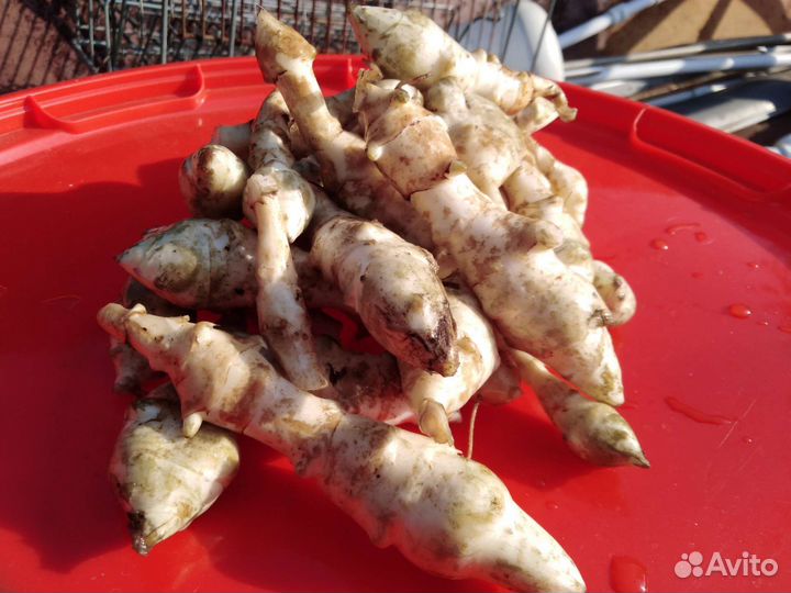 Топинамбур