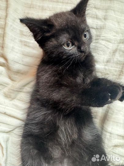 Шотландская вислоухая