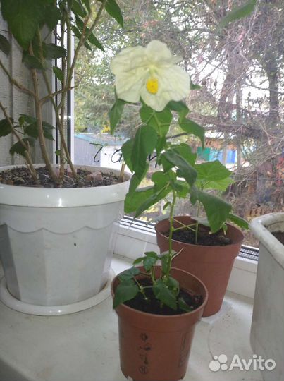 Абутилон Белла,органза, Джульетта