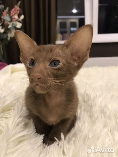 Циннамончики