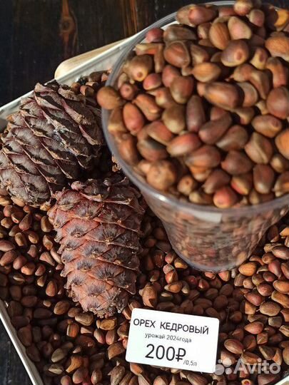 Орех кедровый 2024