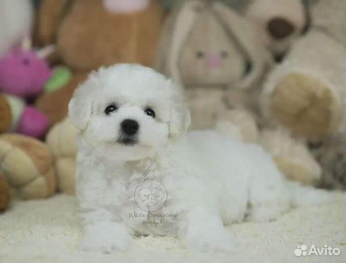 Бишон фризе девочка