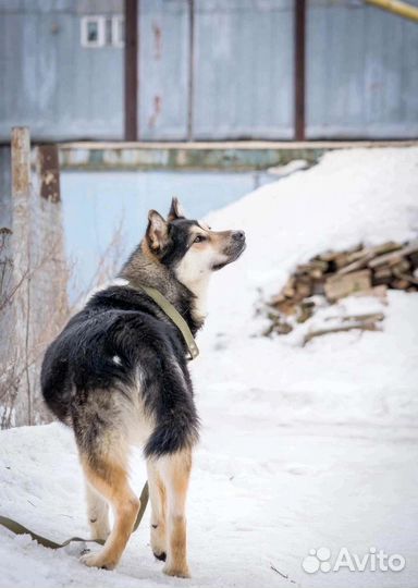Пёс в добрые руки
