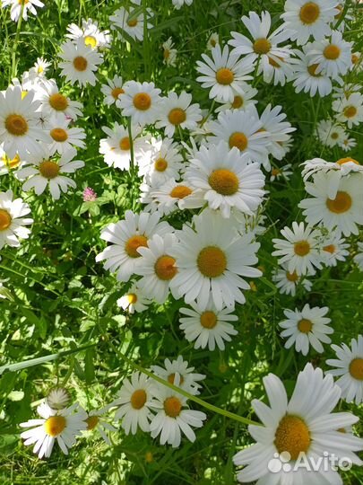 Многолетники для сада