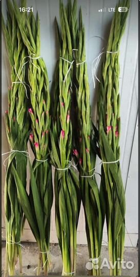 Гладиолусы