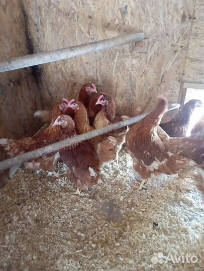 Куры несушки Ломан Браун