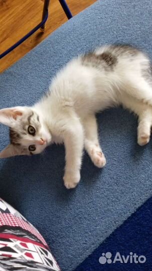 Кошка в дар бесплатно