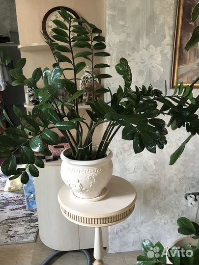 Замиокулькас