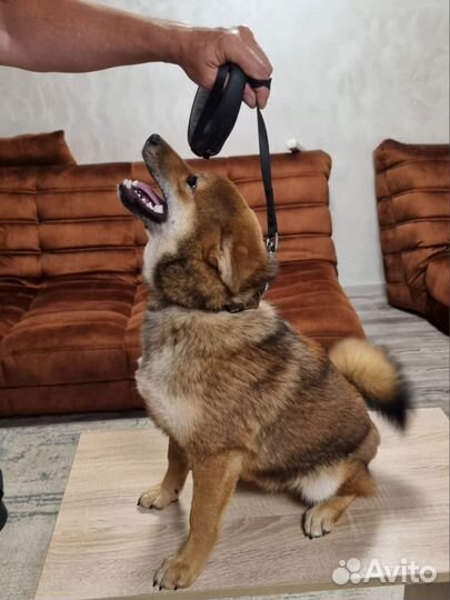 Щенки Сиба-ину