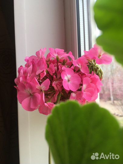 Комнатные цветы