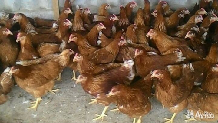 Куры несушки