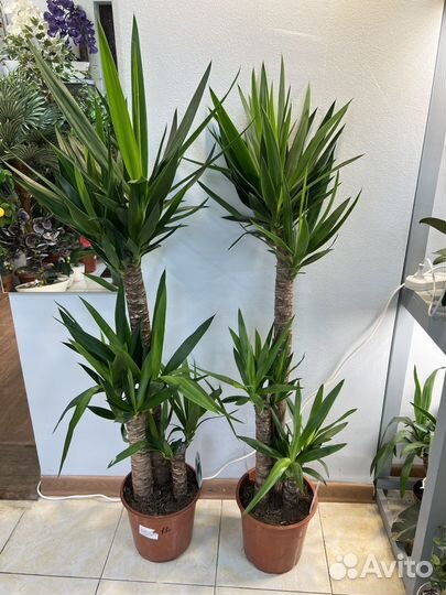 Комнатные цветы юкка