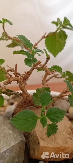 Бонсай Лантана (природник из Турции)