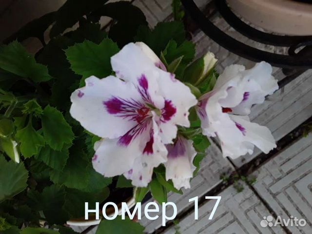 Пеларгония герань