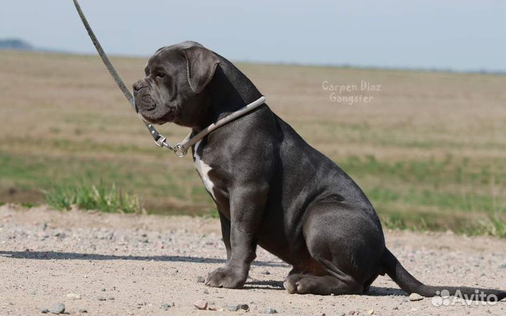 Олд бульдог