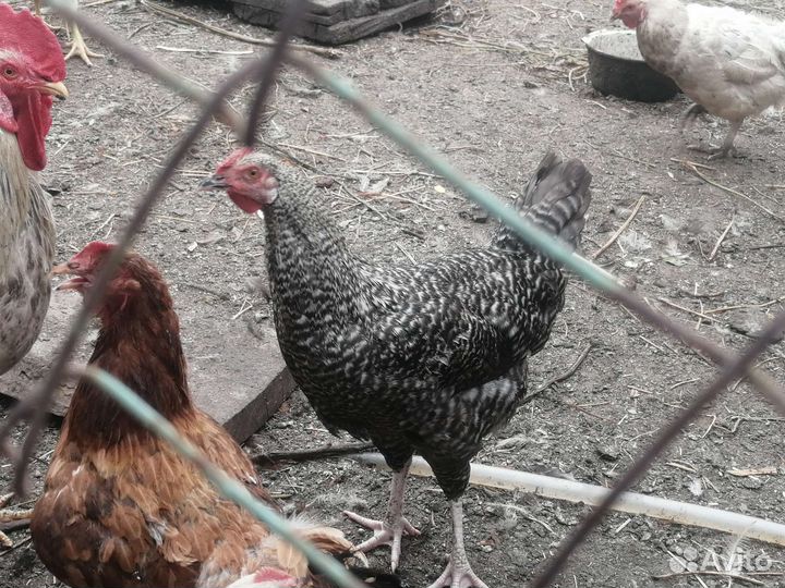 Молодые петушки