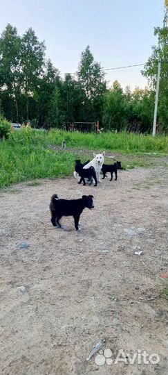 Щенки лайки в дар