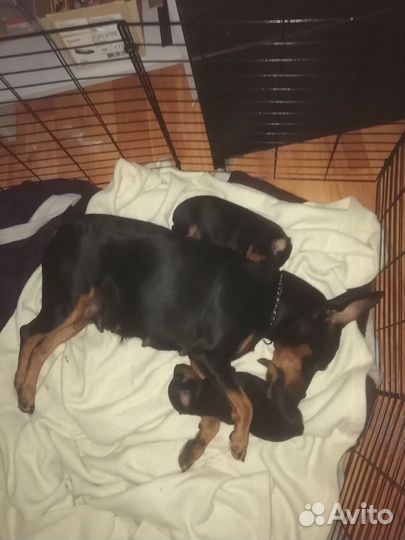 Щенки цвергпинчера (минидоберман)