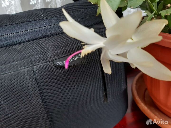 Декабрист красный белый розовый желтый