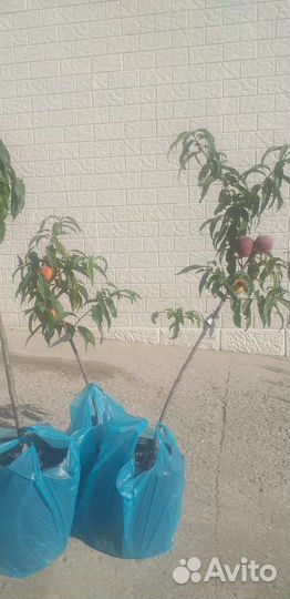 Саженцы персика плодоносящего