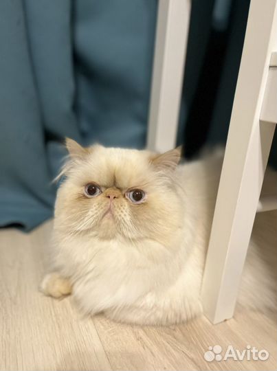 Голубоглазый перс на вязку