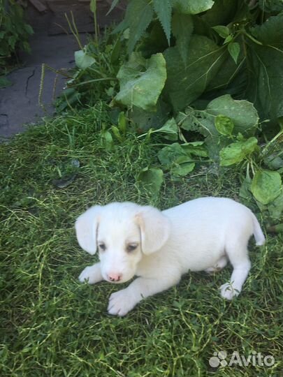 Отдам щенков