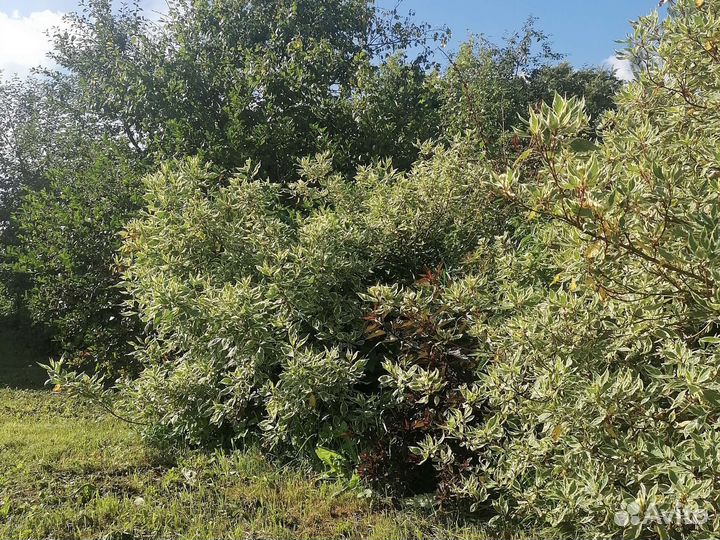 Дерен пестролистный