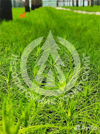 Сеянцы сосны зкс. Сеянцы ели