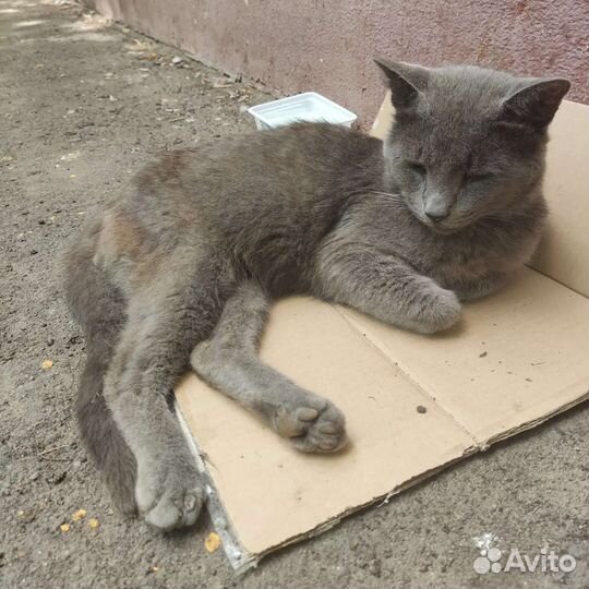 Ищет дом кот, травма лапы. Некуда идти из клиники