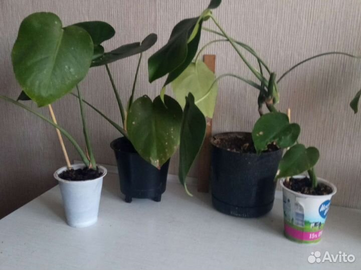 Комнатные цветы. Монстера, маранта и др