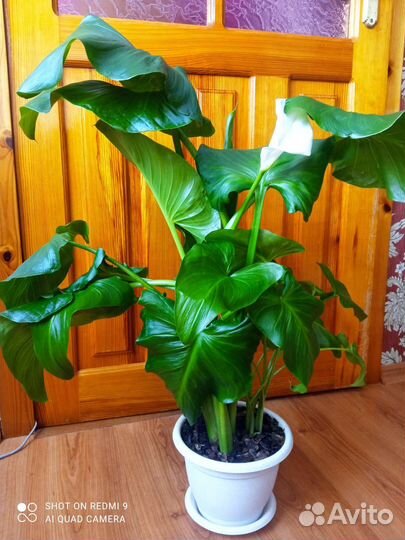 Калла эфиопская домашняя