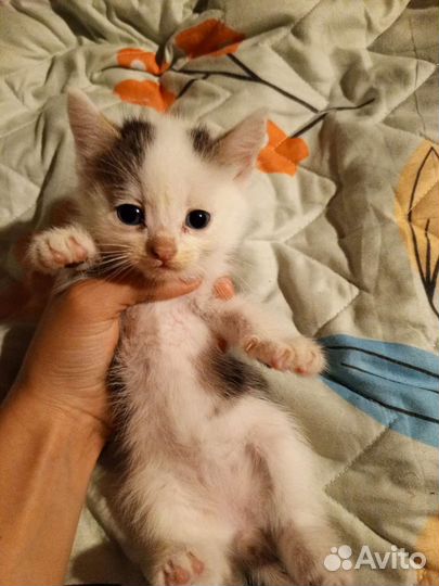 Котята