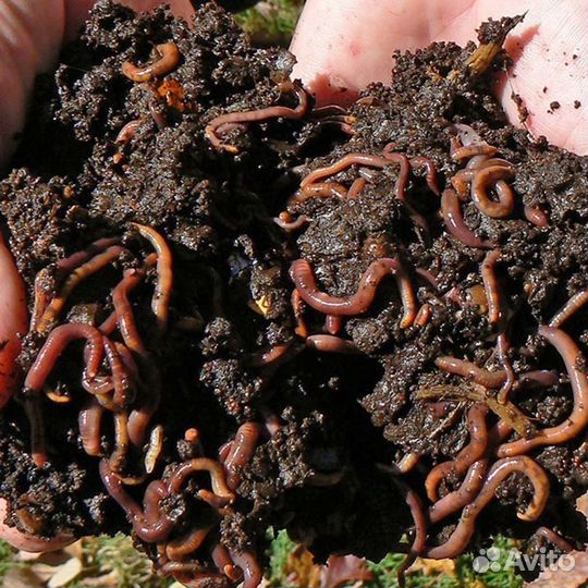 Калифорнийский червь