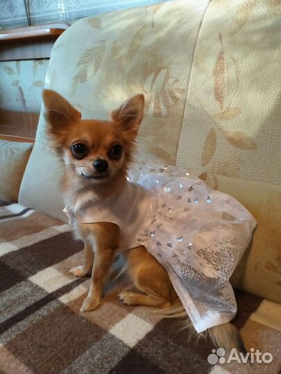 Одежда для маленьких собак