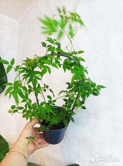 Комнатный жасмин